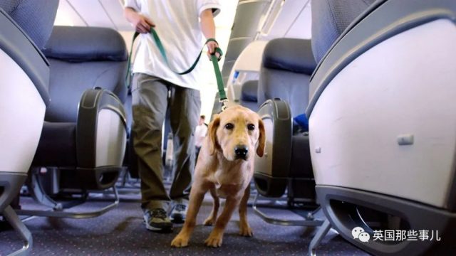 为了让狗免费坐飞机，美国人纷纷给狗办假证，甚至假装残疾人…这??!