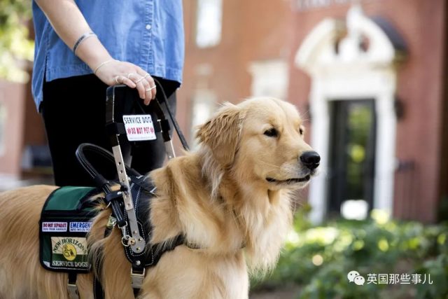 為了讓狗免費坐飛機，美國人紛紛給狗辦假證，甚至假裝殘疾人…這??!