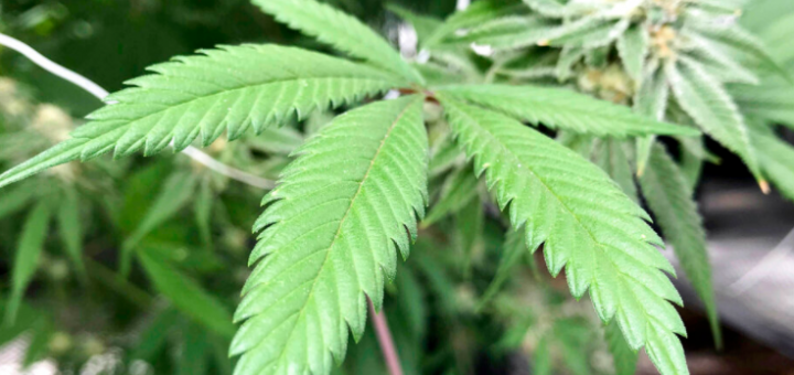 这……纽约州长签署法案,颁发大麻种植许可证。