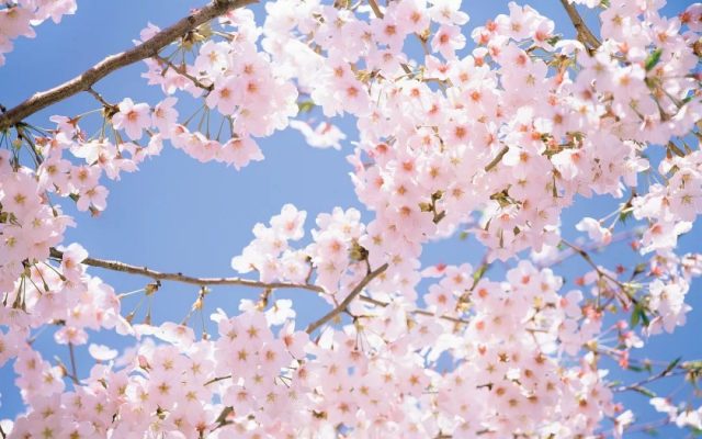 華盛頓DC櫻花季到來！100%深度純看櫻花一日游，粉粉的少女心爆棚！