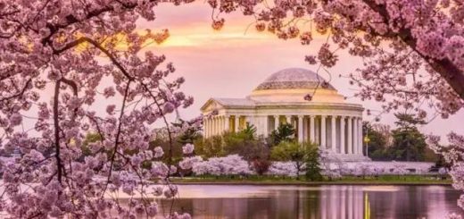 华盛顿DC樱花季到来！100%深度纯看樱花一日游，粉粉的少女心爆棚！