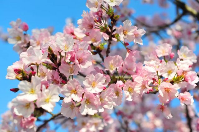 華盛頓DC櫻花季到來！100%深度純看櫻花一日游，粉粉的少女心爆棚！