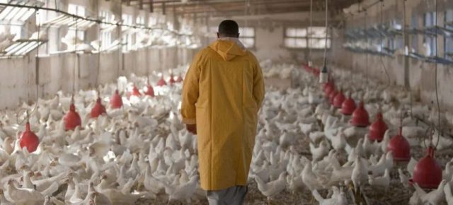 致死率60%! 美国禽流感蔓延24州 加拿大2省已查出! 有传人风险…