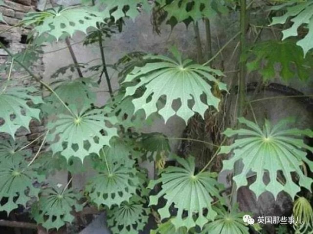 網友分享各種古怪又美麗的奇特植物…大型漲知識現場來了！