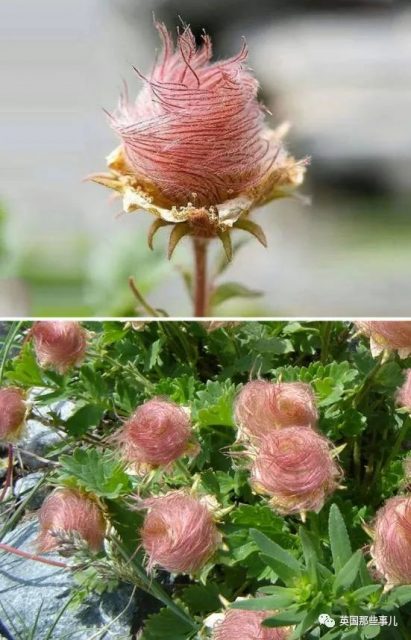 網友分享各種古怪又美麗的奇特植物…大型漲知識現場來了！