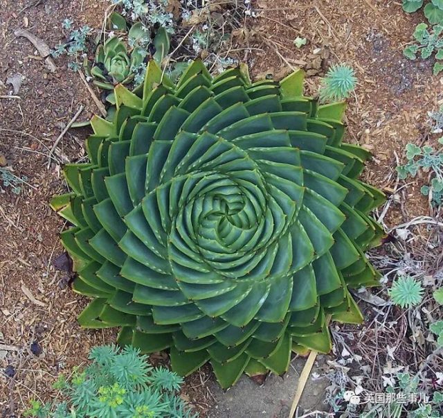 网友分享各种古怪又美丽的奇特植物…大型涨知识现场来了！