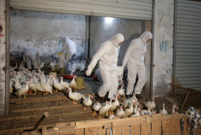 美22州爆發禽流感！雞蛋、雞肉要漲價了？