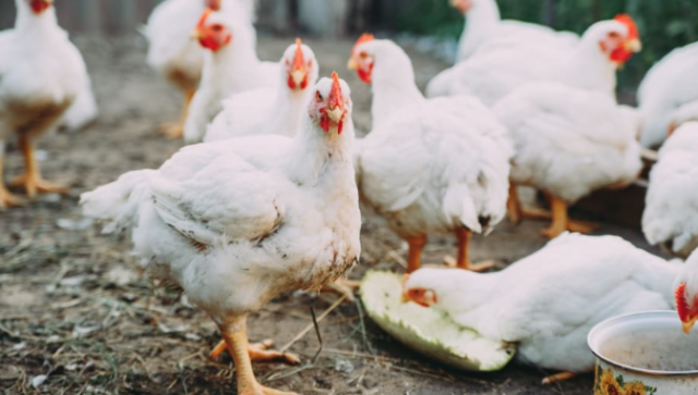 美22州爆发禽流感！鸡蛋、鸡肉要涨价了？