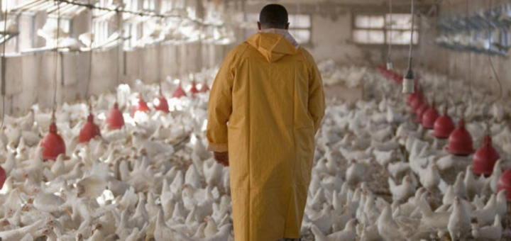 美22州爆发禽流感！鸡蛋、鸡肉要涨价了？