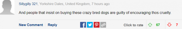 巴哥犬不再被承认是一个正常品种？它们的
