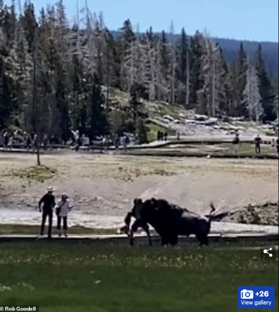 視頻曝光! 黃石公園慘劇再現! 1800磅野牛追著遊客狂頂 34歲男子竟撲了上去!