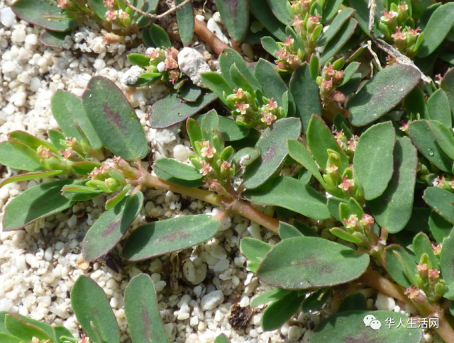 夏日「危機」重重，十種北美常見最毒植物，觸碰十分危險