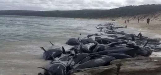 刚刚! BC突发地震 居民有震感! 230鲸鱼离奇"集体自杀" 躺尸海滩! 触目惊心!