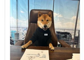 "它很厉害"！推特被玩坏了，马斯克“任命”一只狗担任"CEO"。