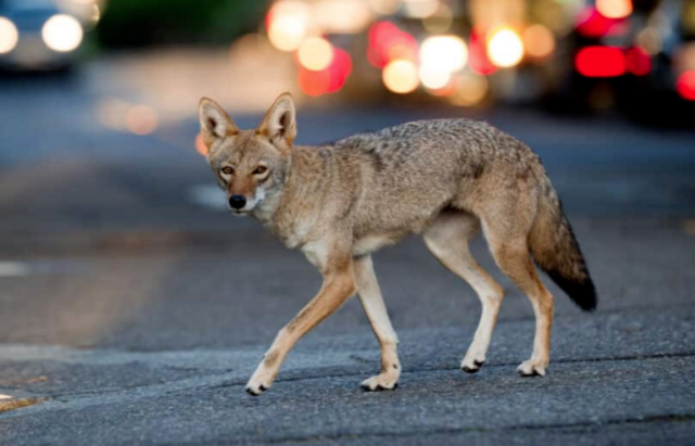 目擊事件越來越多，郊狼頻繁進入聖地亞哥居民區引發擔憂