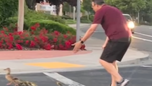 悲剧! 男子带小鸭子过马路被撞飞 孩子目睹 华裔妻子伤心欲绝!