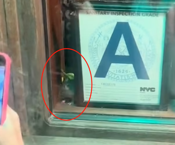 好讽刺！纽约卫生评级“A”的餐馆出现大老鼠 还与窗外客人“互动” ……