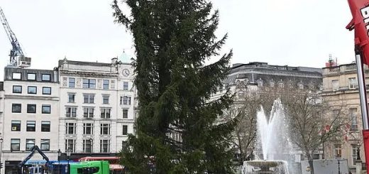 挪威給英國送了一棵"非常敷衍"的聖誕樹，網友們凌亂：不想送可以不送...