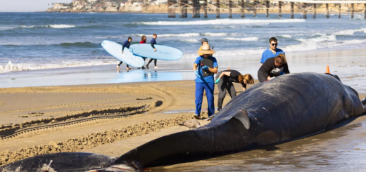 圣地亚哥海滩惊现15米长的幼年鲸鱼尸体，引游客围观