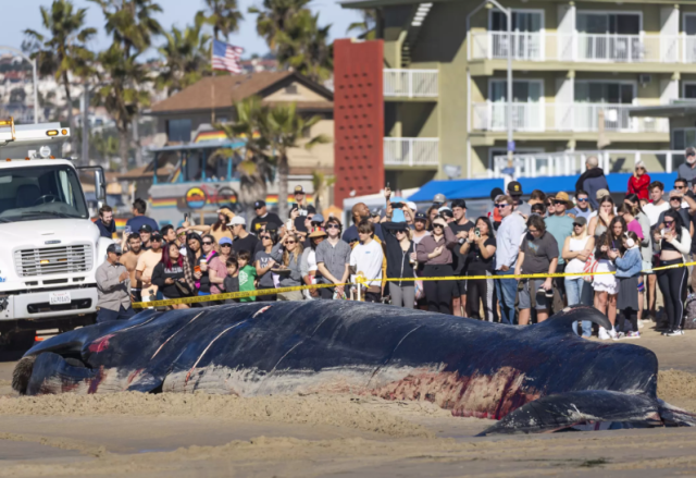 聖地亞哥海灘驚現15米長的幼年鯨魚屍體，引遊客圍觀