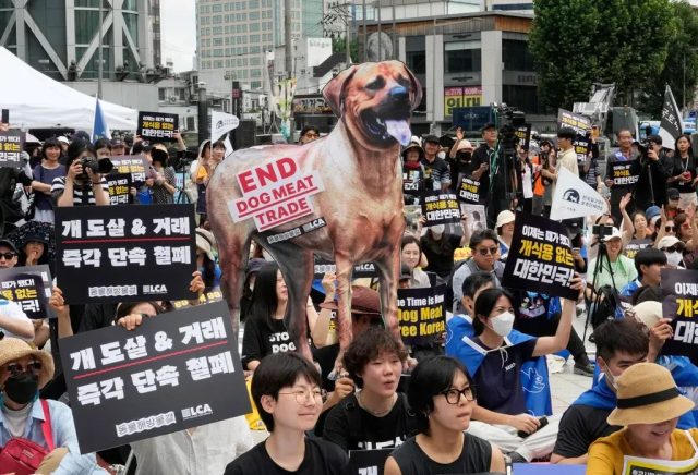 韩国将全面覆灭狗肉产业链，违者面临巨额罚款或监禁？！韩国网友反应不一