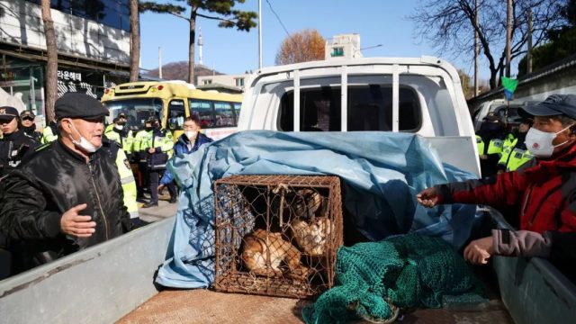 韓國將全面覆滅狗肉產業鏈，違者面臨巨額罰款或監禁？！韓國網友反應不一