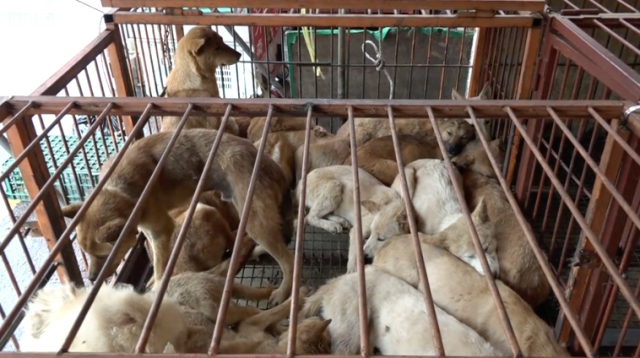 韩国将全面覆灭狗肉产业链，违者面临巨额罚款或监禁？！韩国网友反应不一