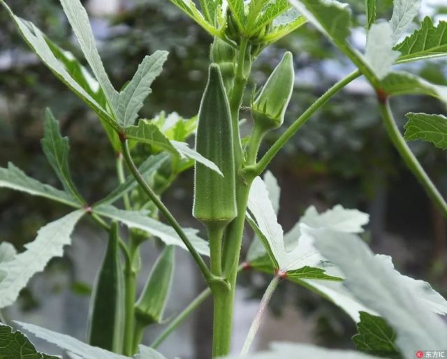 一盘“秋葵”下肚，夫妻进了ICU，这些“毒菜”看清楚了