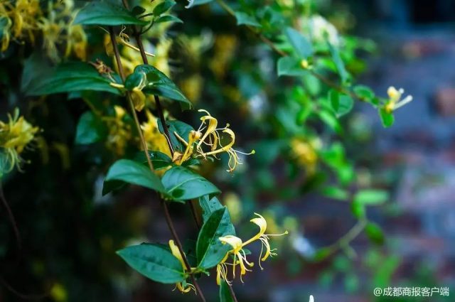 金银花vs钩吻花 钩吻花钩吻,别名胡蔓藤,断肠草,烂肠草,朝阳草,大茶