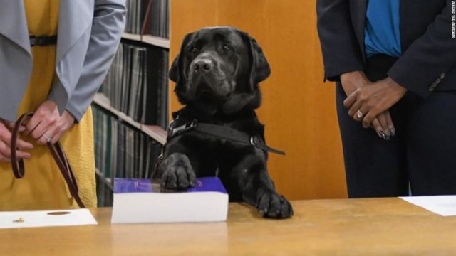 暖心救助兒童 超萌治療犬當上檢察官助理