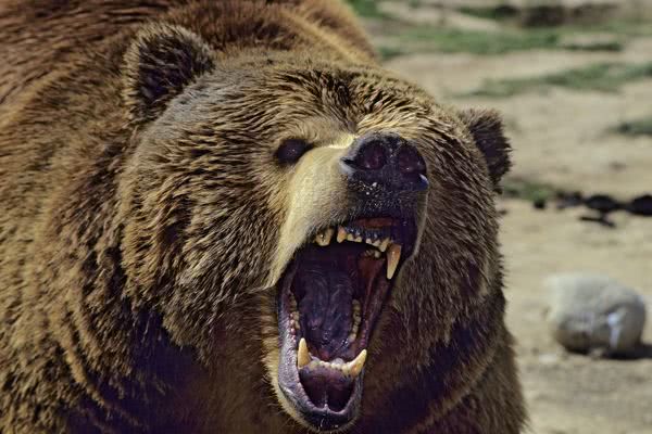 站立的熊怒吼图片