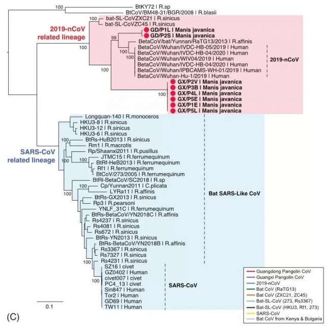 再添力证，别让蝙蝠背黑锅了！管轶教授从被走私的野生动物中发现新冠病毒！