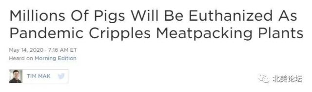 美国数百万头猪将被安乐死，Costco等多家超市限购肉类！