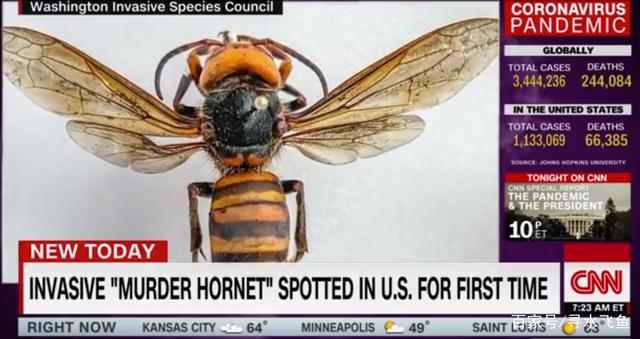 疫情过后又来杀人蜂 万幸 杀人蜂可能不会登陆内华达州 北美海客生活网