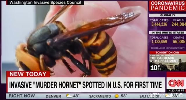 疫情过后又来杀人蜂 万幸 杀人蜂可能不会登陆内华达州 北美海客生活网