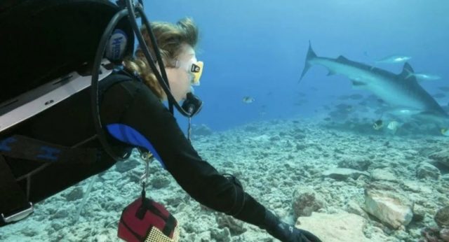 女富豪海灘度假 被大白鯊拖進海里生吞 女兒目睹全程 游泳時千萬別穿這個!