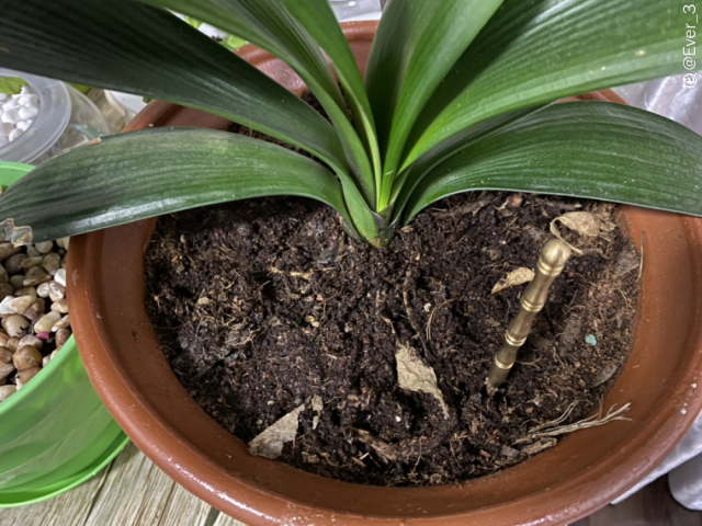 這10種植物，現在最怕澆水，澆得越多，死得越快！