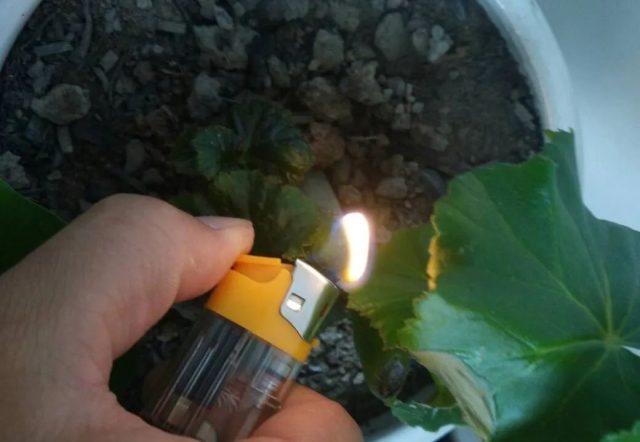 这10种植物，现在最怕浇水，浇得越多，死得越快！