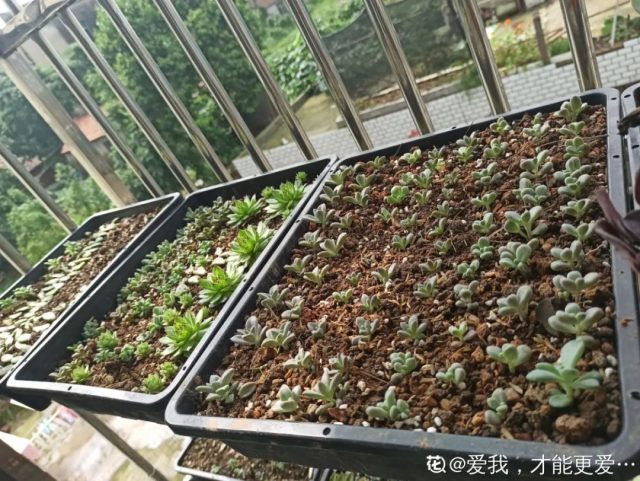 这10种植物，现在最怕浇水，浇得越多，死得越快！