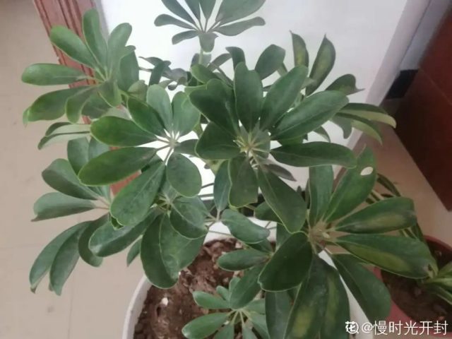 这10种植物，现在最怕浇水，浇得越多，死得越快！