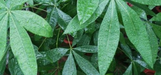 这10种植物，现在最怕浇水，浇得越多，死得越快！