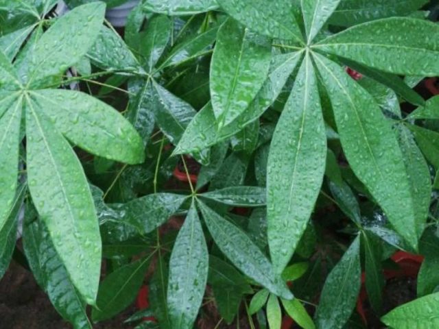 這10種植物，現在最怕澆水，澆得越多，死得越快！