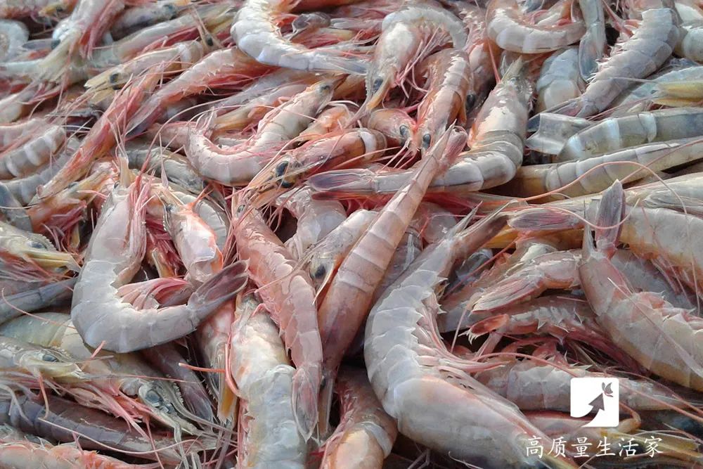 新鲜的大虾看起来略带红色并呈透明状,而如果大虾已经死去多时,虾头