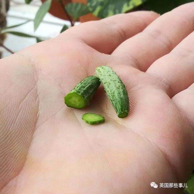 当歪果仁第一次尝试种菜.... 种出来的都什么迷你玩意哈哈哈哈....