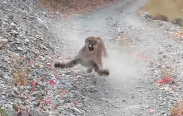 驚險! 男子慢跑時突遇美洲獅 被狂追6分鐘 靠這招贏了獅子逃過一劫!