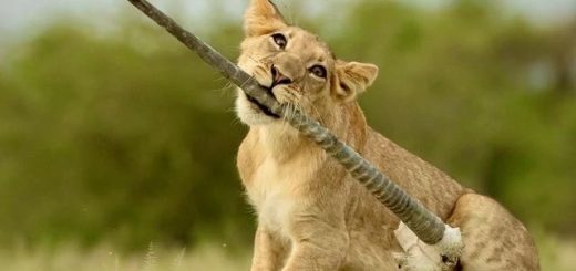 藏在水母里的鱼、长三只角的牛？…大自然有时候也太硬核了！