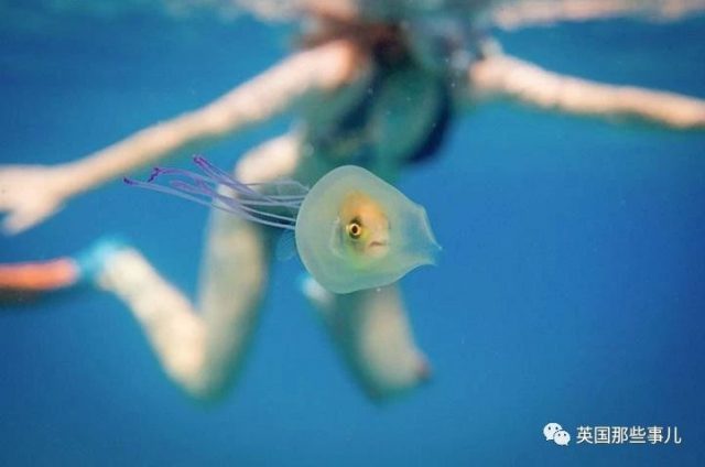 藏在水母里的魚、長三隻角的牛？…大自然有時候也太硬核了！