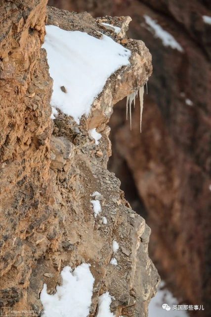 藏在水母里的魚、長三隻角的牛？…大自然有時候也太硬核了！