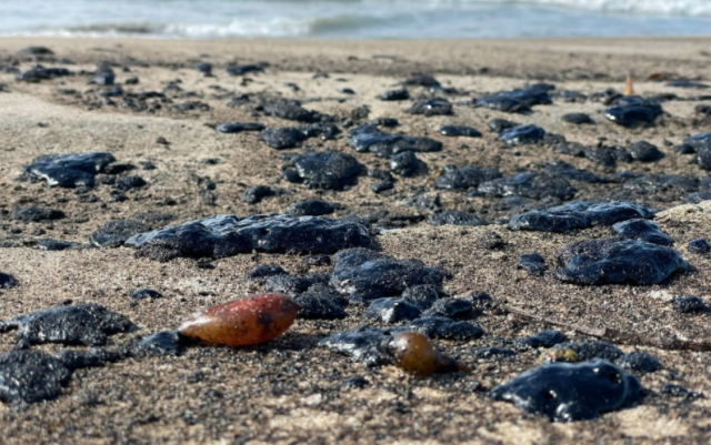 近13萬加侖石油泄露進海，橙縣致信拜登宣布重大災難，當地生態面臨威脅