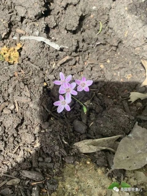 网友分享各种古怪又美丽的奇特植物…大型涨知识现场来了！